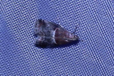 <i>Acrobasis marmorea</i>