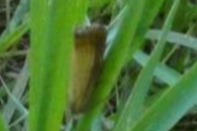<i>Chrysoteuchia culmella</i>