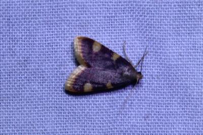 <i>Hypsopygia costalis</i>