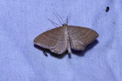 <i>Idaea ochrata</i>