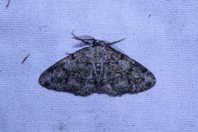 <i>Cleorodes lichenaria</i>