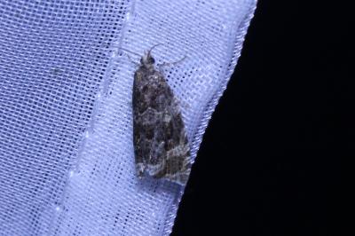 <i>Celypha</i>