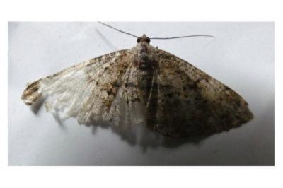 <i>Peribatodes rhomboidaria</i>