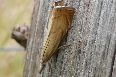 <i>Chrysoteuchia culmella</i>