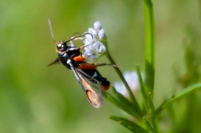 <i>Pyropteron chrysidiforme</i>
