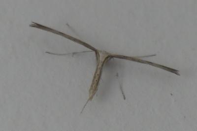 Emmelina monodactyla