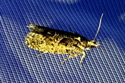 <i>Zeiraphera isertana</i>