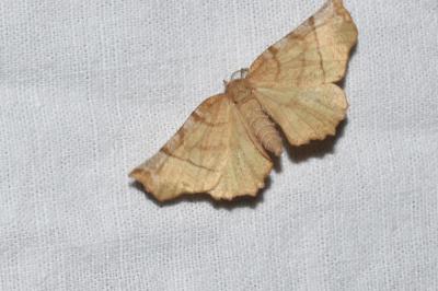 <i>Selenia dentaria</i>