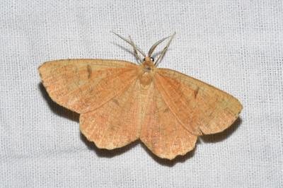 <i>Angerona prunaria</i>