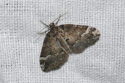 <i>Perizoma lugdunaria</i>