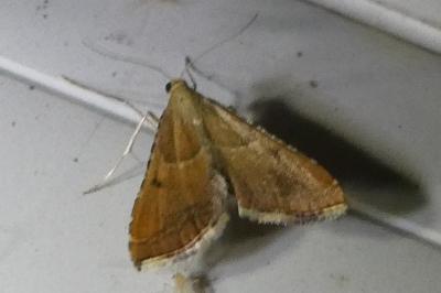 <i>Endotricha flammealis</i>