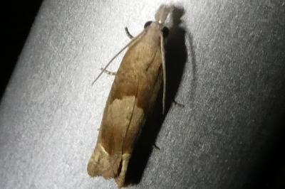 <i>Eucosma conterminana</i>