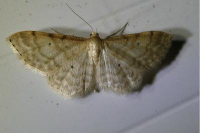 <i>Idaea fuscovenosa</i>