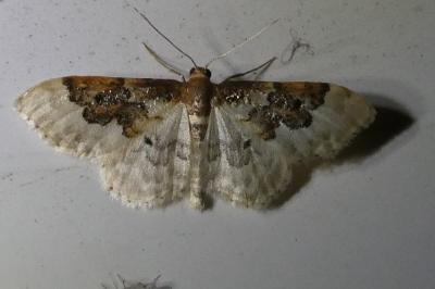 <i>Idaea rusticata</i>