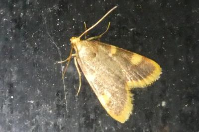<i>Hypsopygia costalis</i>