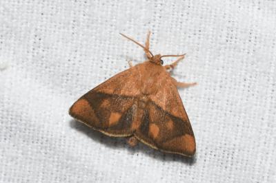 <i>Apoda limacodes</i>