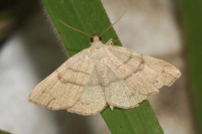 <i>Paracolax tristalis</i>