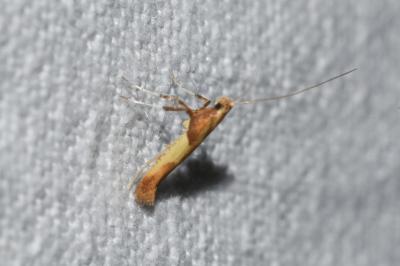 <i>Caloptilia</i>