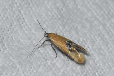 <i>Batia lambdella</i>
