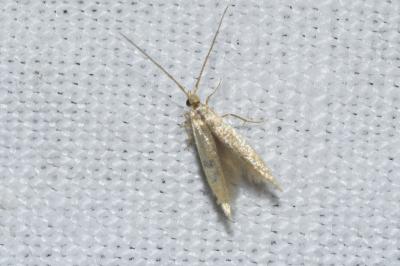 <i>Coleophora</i>