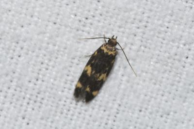 <i>Oegoconia novimundi</i>