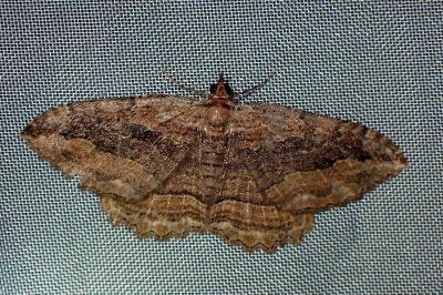<i>Philereme transversata</i>