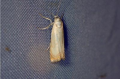 <i>Chrysoteuchia culmella</i>