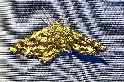 <i>Ematurga atomaria</i>