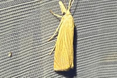 <i>Chrysoteuchia culmella</i>