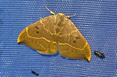 <i>Watsonalla binaria</i>