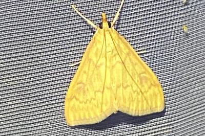 <i>Ostrinia nubilalis</i>