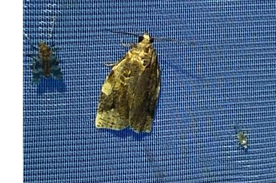 <i>Archips xylosteana</i>