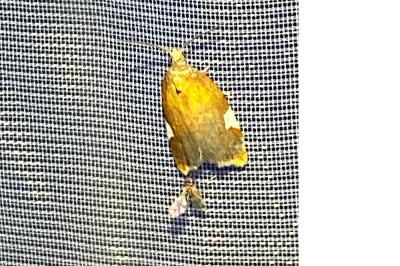 <i>Acleris holmiana</i>