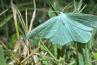 <i>Hemistola chrysoprasaria</i>