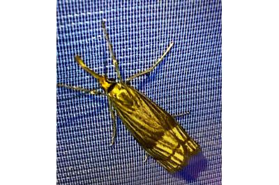 <i>Chrysocrambus linetella</i>