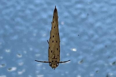 <i>Yponomeuta</i>