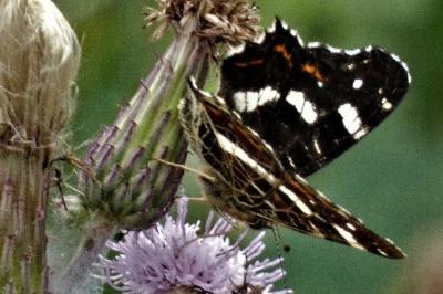 <i>Araschnia levana</i>