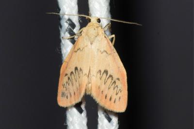 <i>Miltochrista miniata</i>