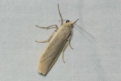 <i>Nyea lurideola</i>