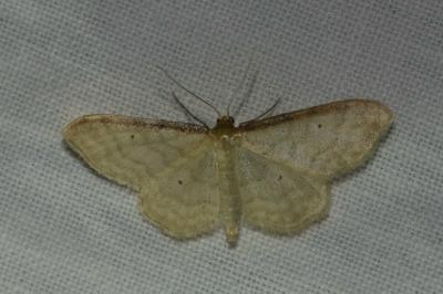 <i>Idaea humiliata</i>
