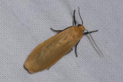 <i>Wittia sororcula</i>