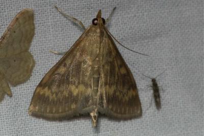 <i>Ostrinia nubilalis</i>