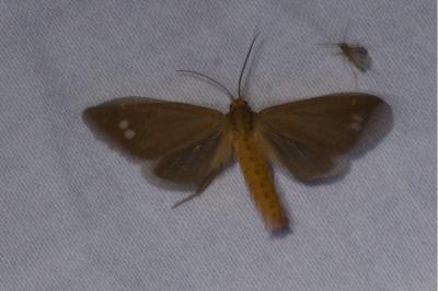 <i>Dysauxes ancilla</i>