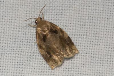 <i>Archips xylosteana</i>
