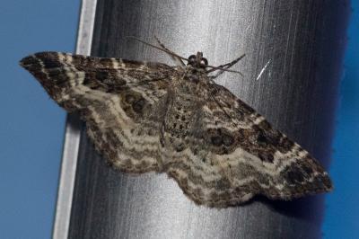 <i>Epirrhoe alternata</i>