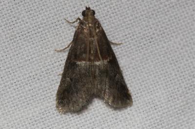 <i>Acrobasis marmorea</i>