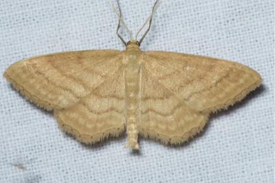<i>Idaea ochrata</i>