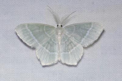 <i>Jodis lactearia</i>