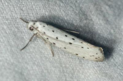 <i>Yponomeuta</i>
