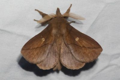 <i>Euthrix potatoria</i>